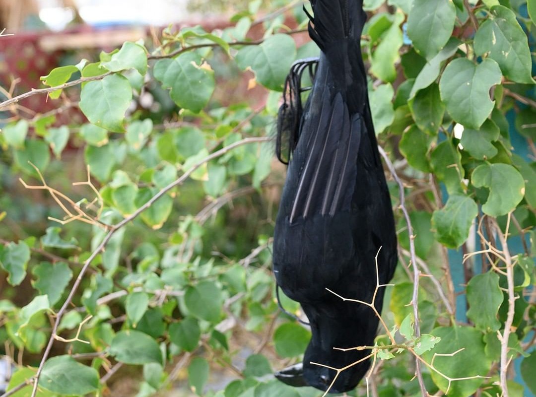 Etistta 17 inch Realistic Hanging Dead Crows Decoy