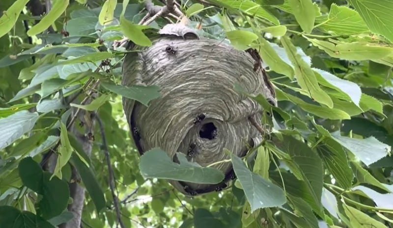 Fake Hornet's Nest Decoy Wasp Deterrent
