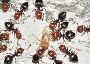Family of ants eat