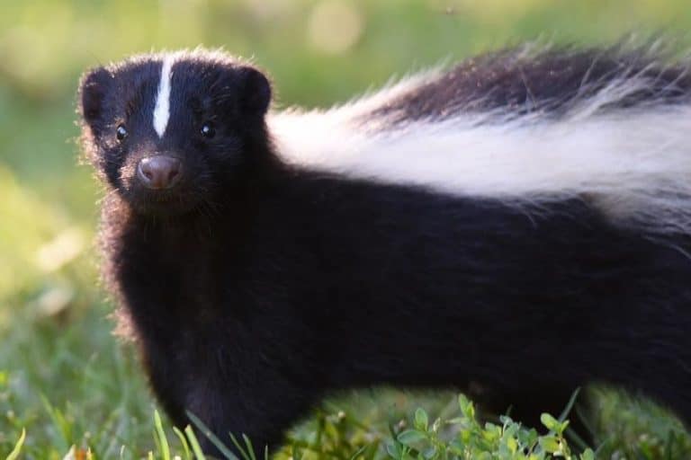 What Sound Does A Skunk Make: The Sound Of A Skunk In Your Yard