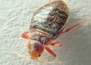 Old bed bug