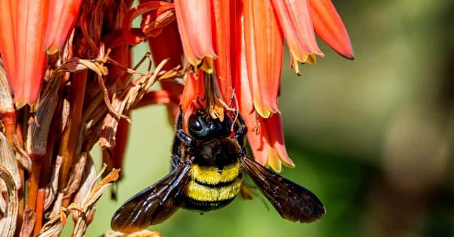 Female Carpenter Bee