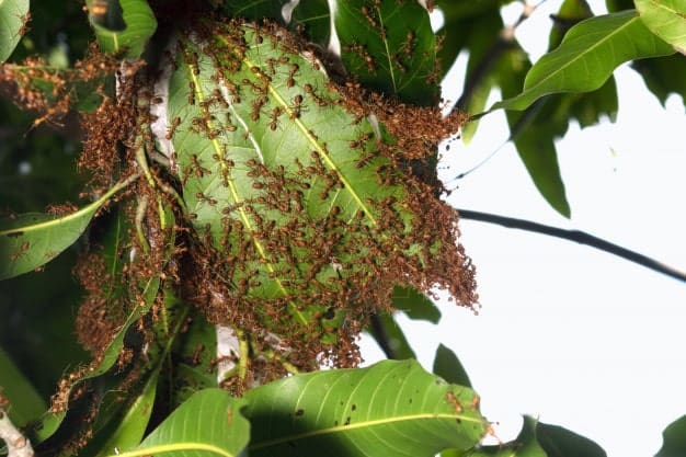 fire ant colony on a plant