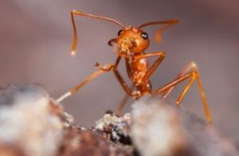 Detailed picture of fire ant