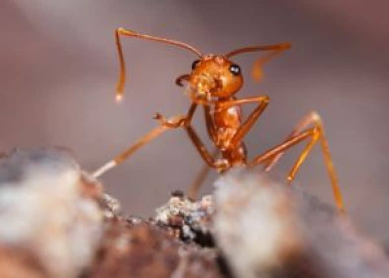 Detailed picture of fire ant