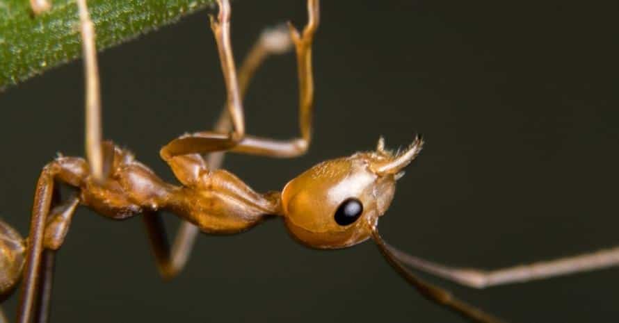 Fire Ants at green stem