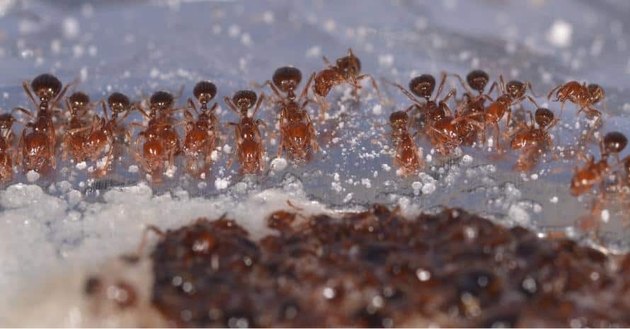 Fire ants lined up