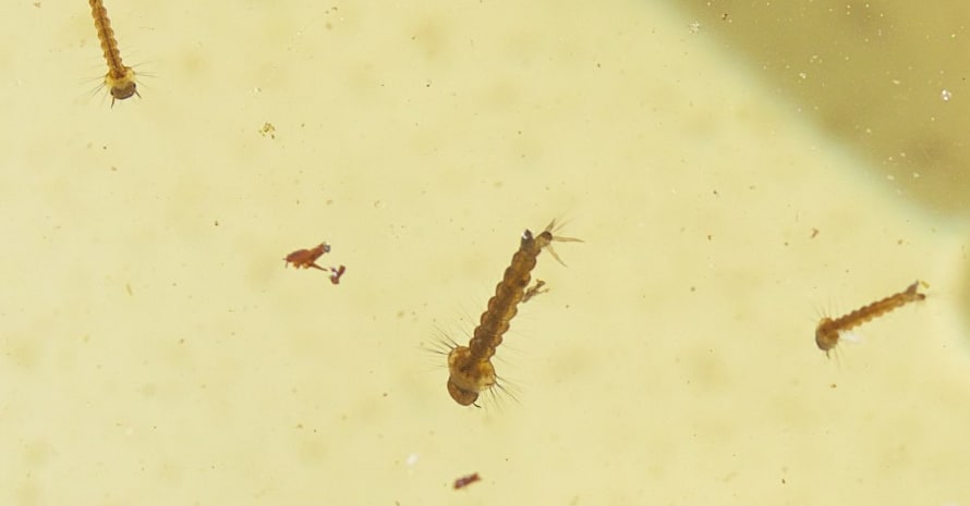 Five Mosquito Larvae