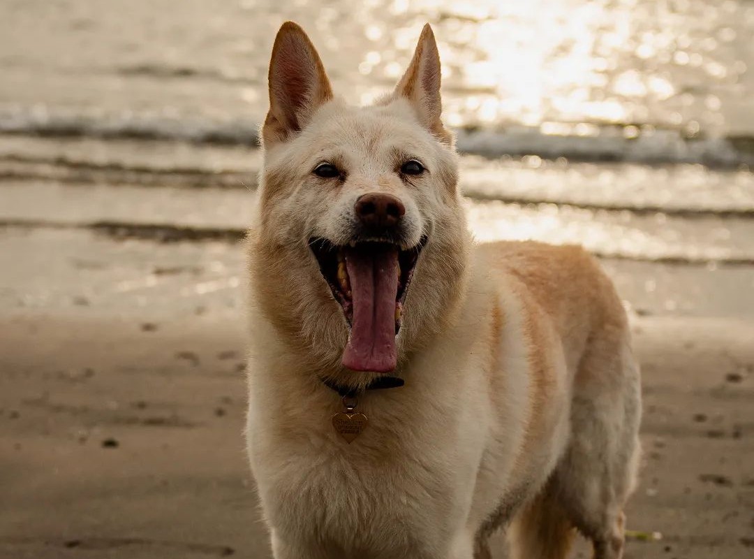 Flea Collar For Dogs.jpg