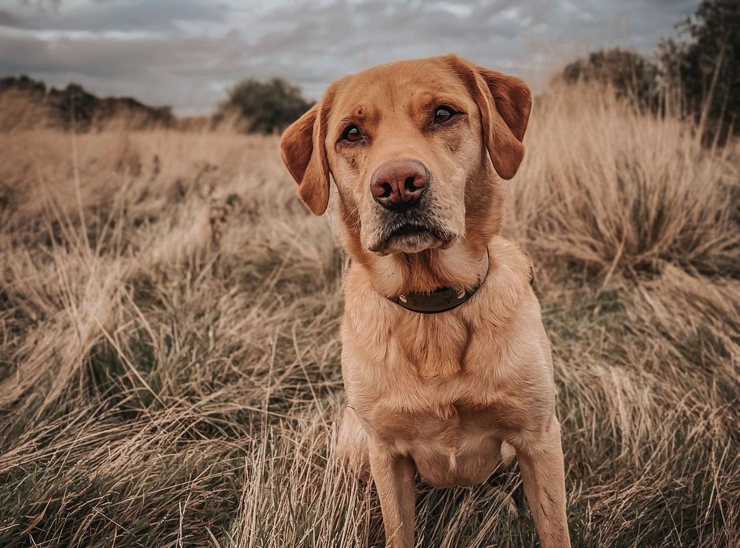 Flea treatment for dogs.jpg