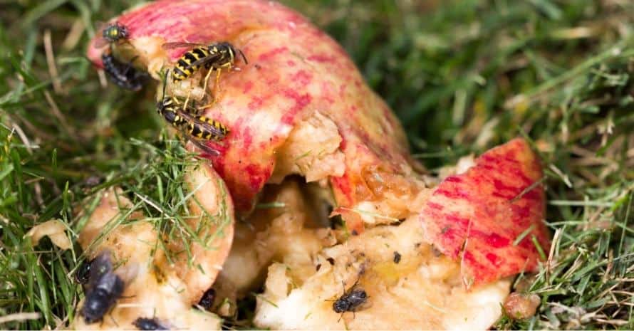 Flies Wasps and Fruit