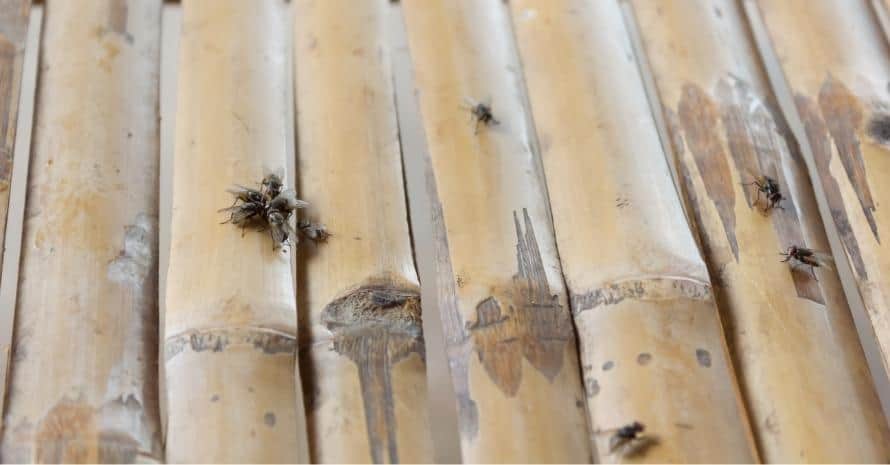 Flies on bamboo