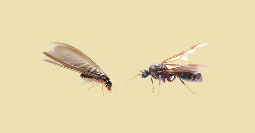 Flying ant vs termite