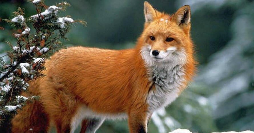 Fox in winter