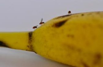 Fruit flies on a banana
