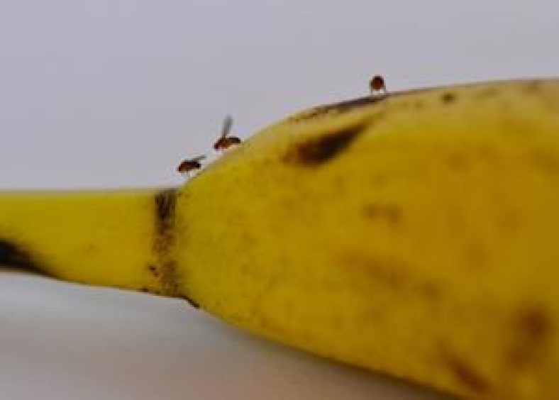 Fruit flies on a banana