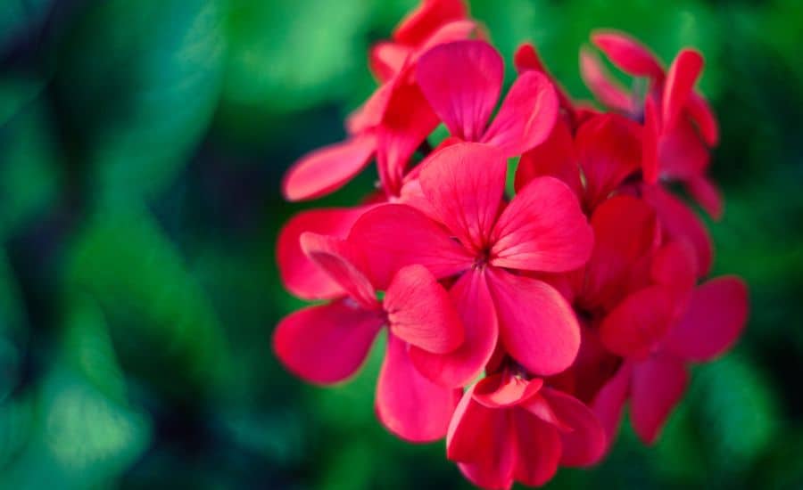 Geranium is great at killing ants