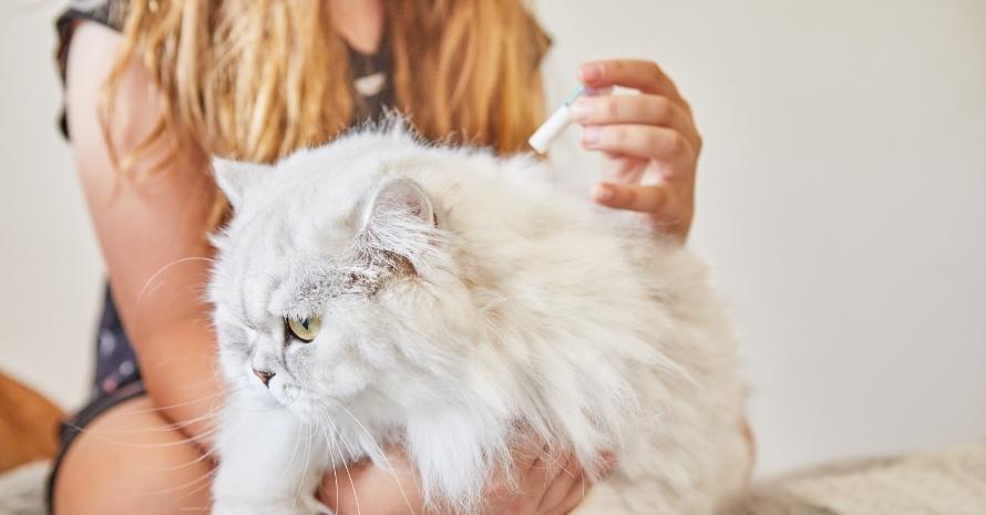 Girl pouring liquid on a cat