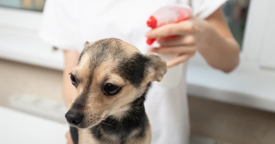 Girl sprays a dog from a flea