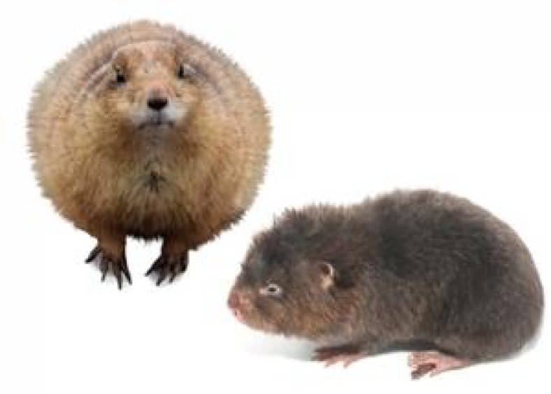 Gopher and a Mole