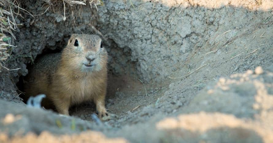 Gopher comes out of the hole