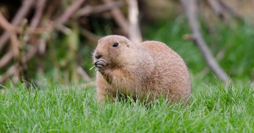 Gopher eating