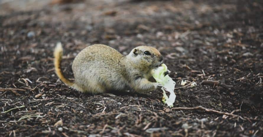 Gopher eats lettuce