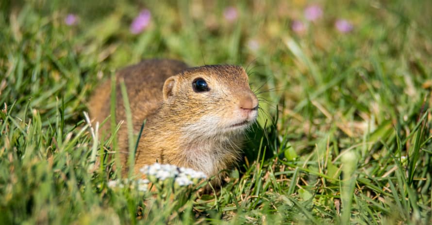 Gopher in the grass