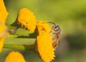 How To Get Rid Of Sweat Bees Easy Control Prevention Guide   Grey Sweat Bee 