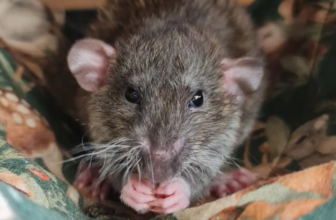 Grey rat on the bed