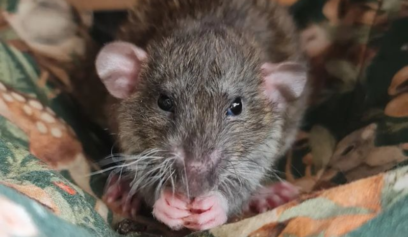 Vinegar Rat Repellent: Do Rats Hate Vinegar & Baking Soda Smell?