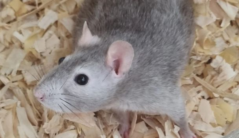 Grey rat in sawdust