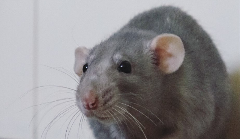 Grey rat an the white background