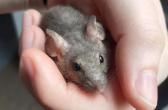 Grey mouse on the hand