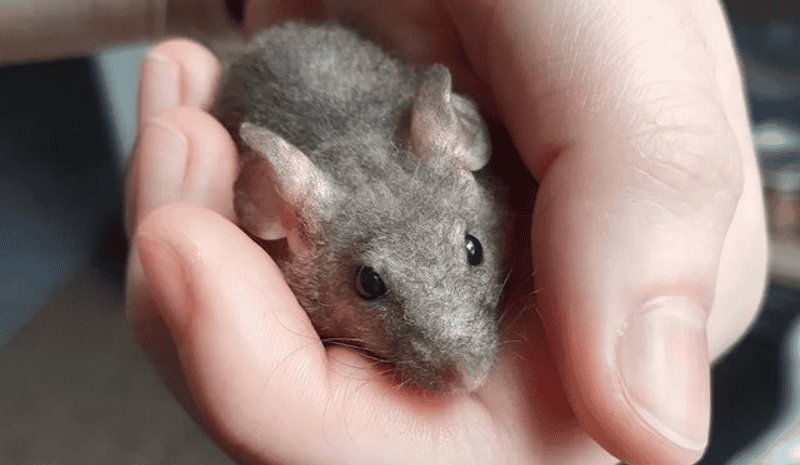 Grey mouse on the hand