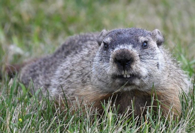 How to Get Rid of Groundhogs: Woodchuck Control Guide