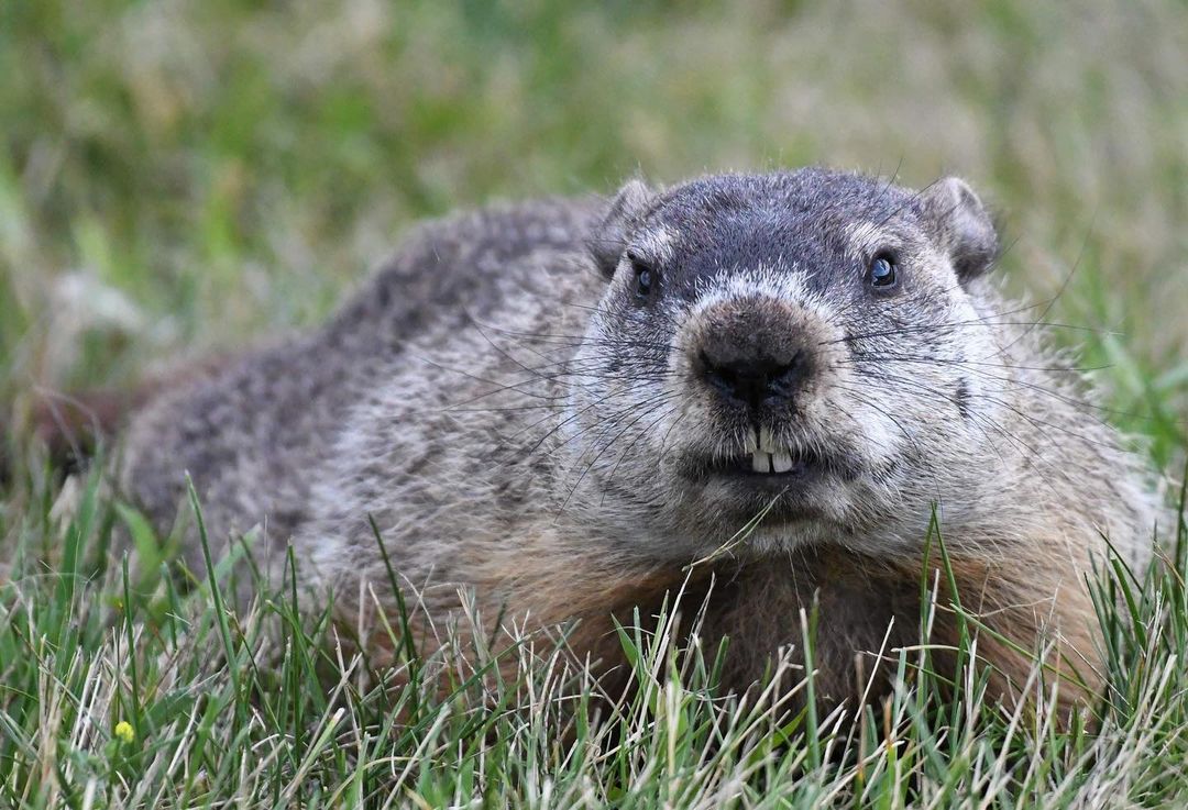 Groundhog on yard