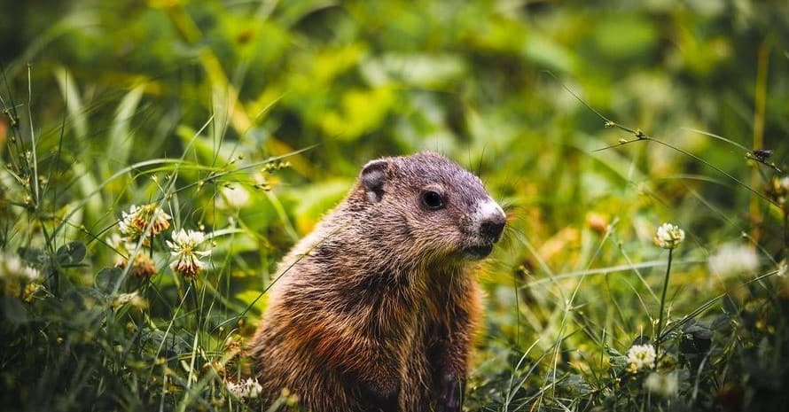 Groundhog Bait