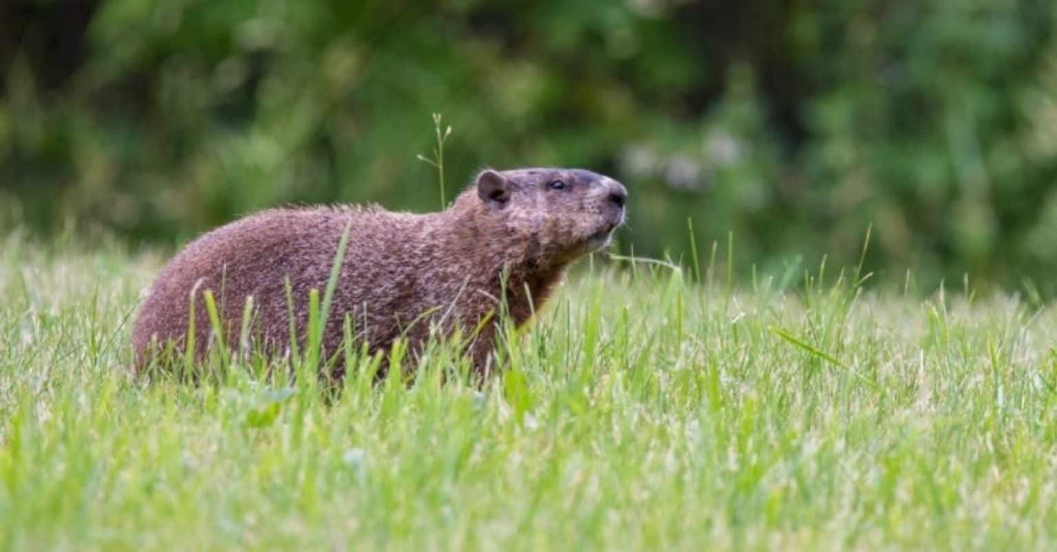 What Is The Difference Between A Gopher And A Groundhog Key Features