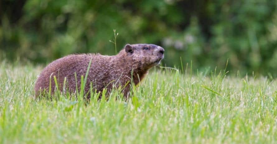 Groundhog in the grass in the field