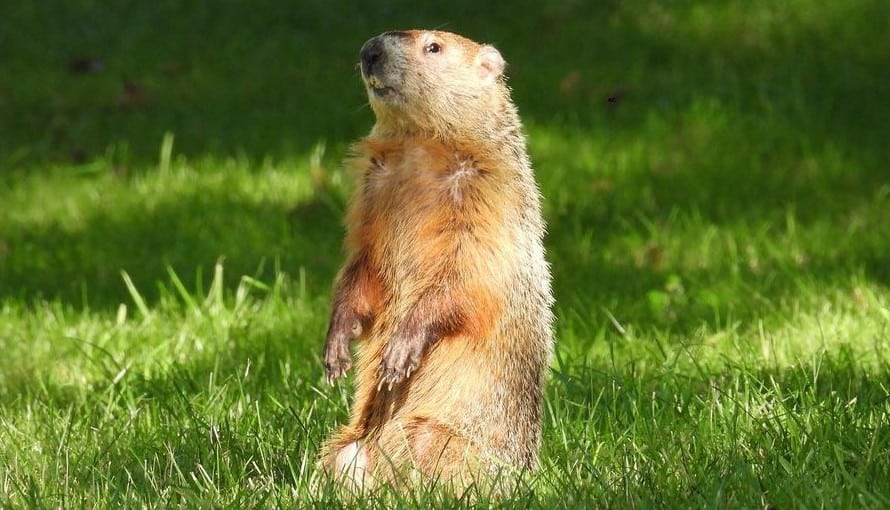 Groundhog on the grass