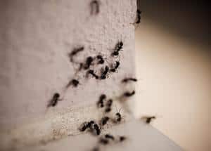 Group of carpenter ants on the wall