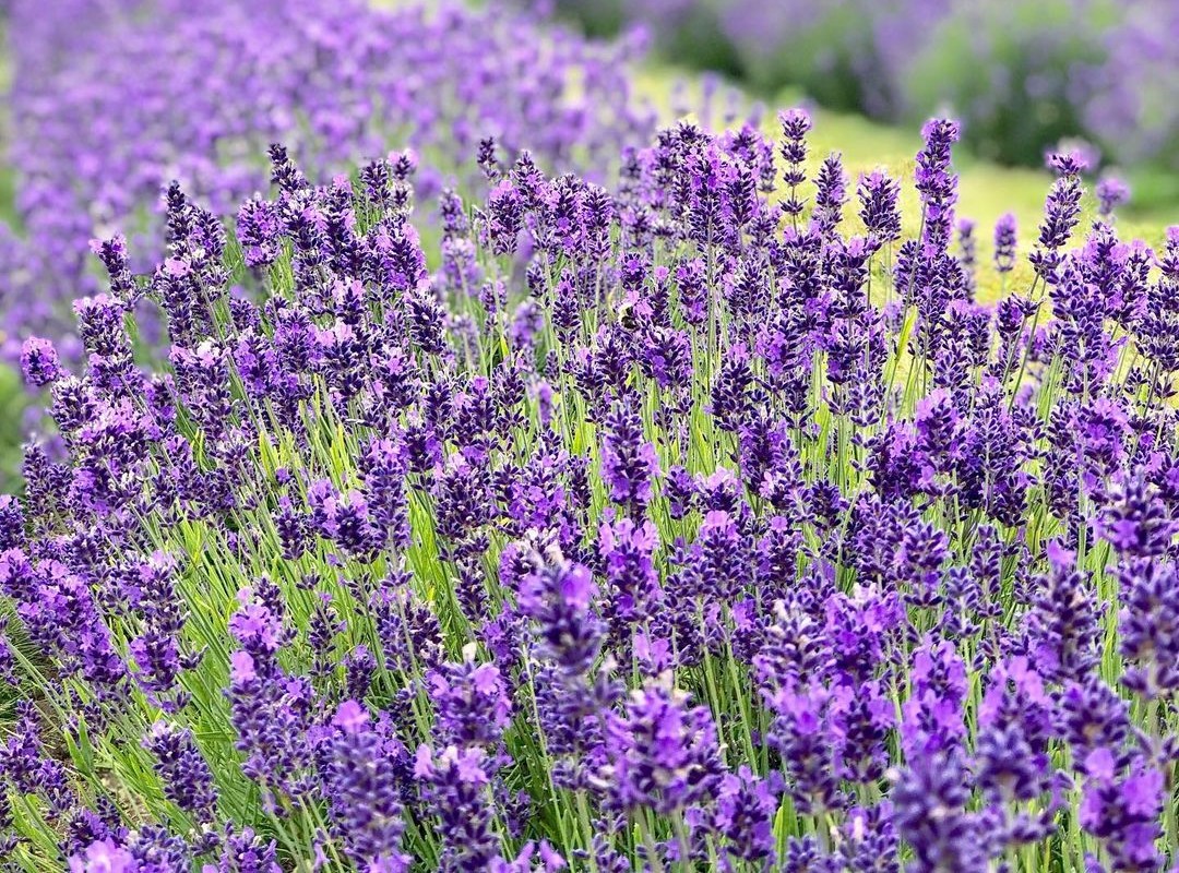 Handcraft Lavender Essential Oil