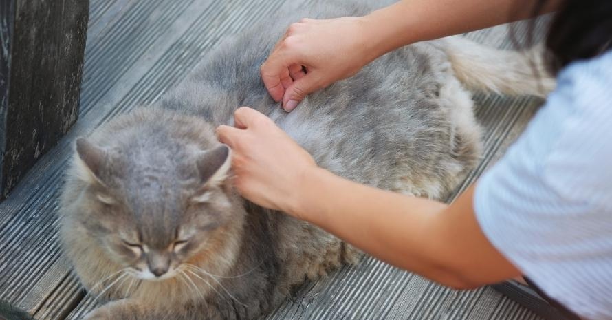 Hands of a woman looking for cat fleas