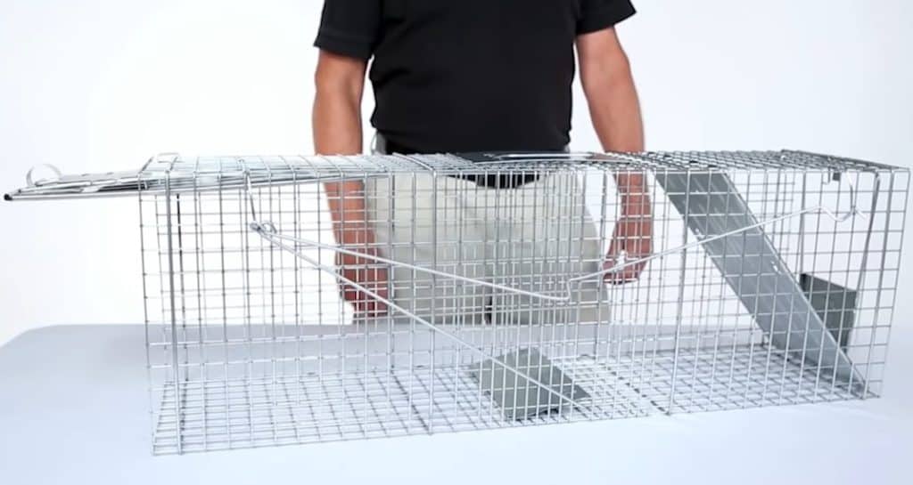 How to Trap a Beaver: Dangers, Useful Tips, & Top Traps