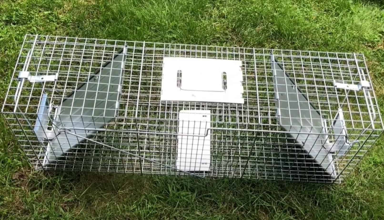 5 Best Raccoon Traps In 2024 [detailed Reviews]