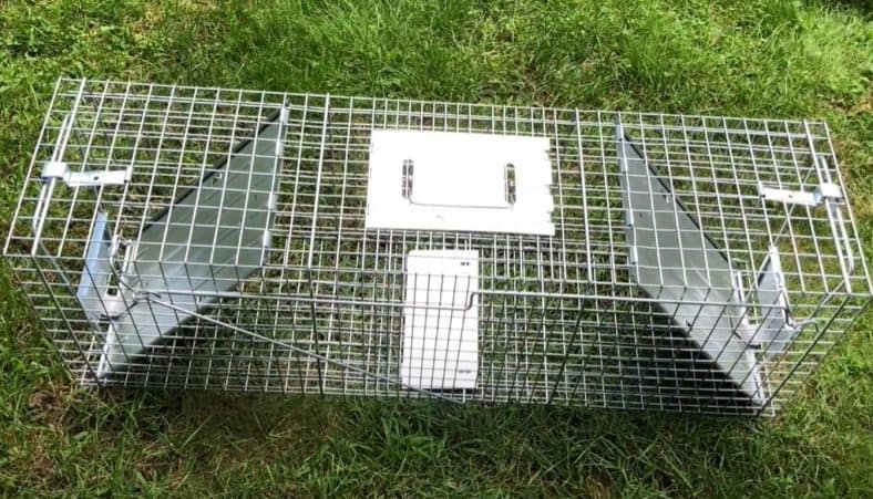 5 Best Raccoon Traps in 2024 [Detailed Reviews]