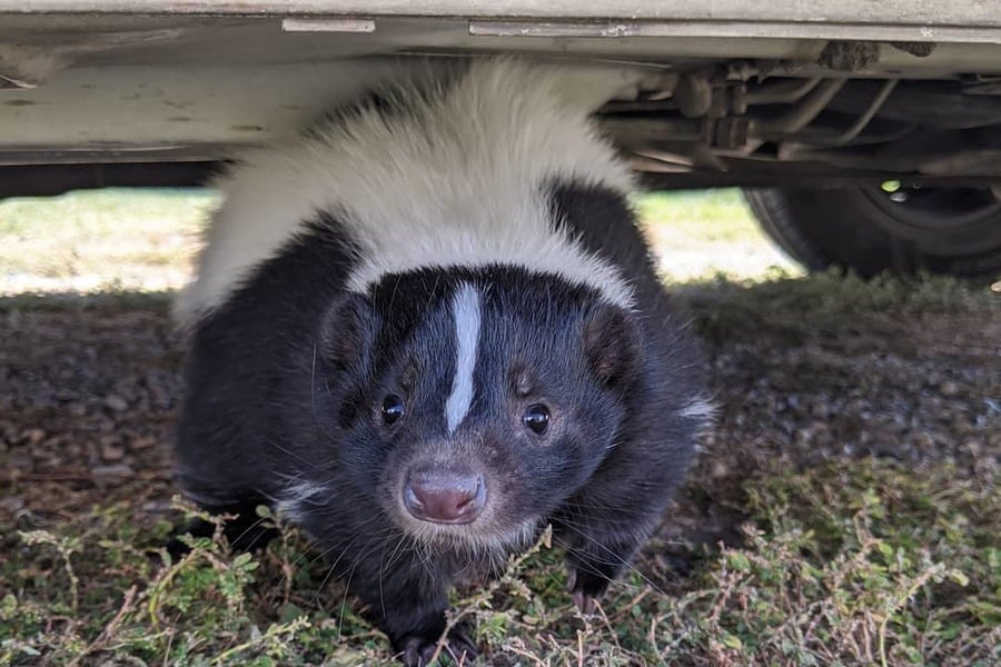 Do Skunks Live Underground? Typical Places for Skunks’ Dens