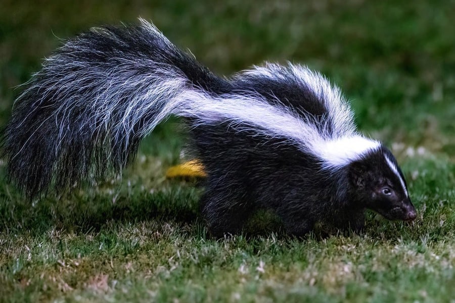 Skunk Hided On The Yard