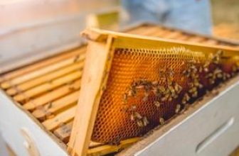 Hive frame with bees